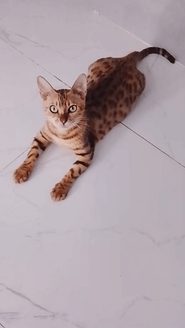 Mèo Bengal cái vàng nâu đốm. Mua bán Mèo tại Quận 1 Tp Hồ Chí Minh được đăng bởi Cao Minh Đạt hình 1