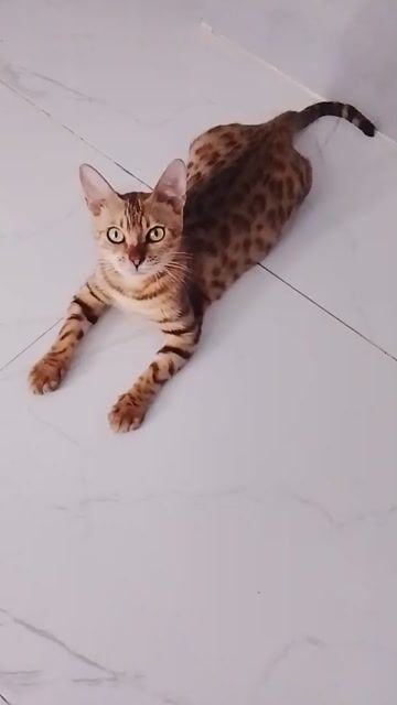 Mèo Bengal cái vàng nâu đốm. Mua bán Mèo tại Quận 1 Tp Hồ Chí Minh được đăng bởi Cao Minh Đạt hình 1