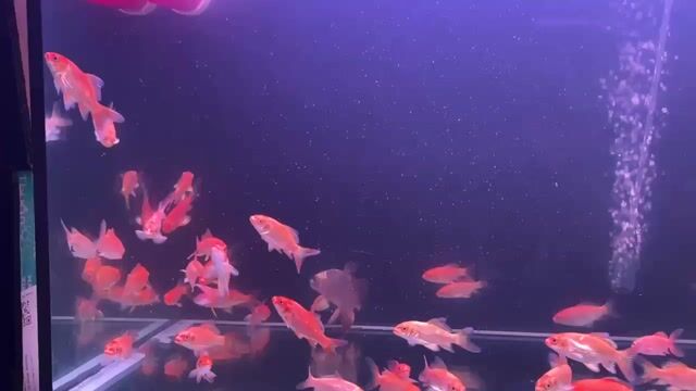 Cá chép phi tần 6-7 cm  hoa anh đào. Mua bán Thú cưng khác tại Thị xã Bến Cát Bình Dương được đăng bởi nguyễn thành vinh hình 1
