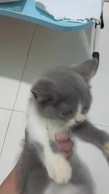 Mèo Anh lông ngắn xám trắng 3 tháng đã tiêm. Mua bán Mèo tại Thành phố Thuận An Bình Dương được đăng bởi Thái Hoàng Nhứt hình 1