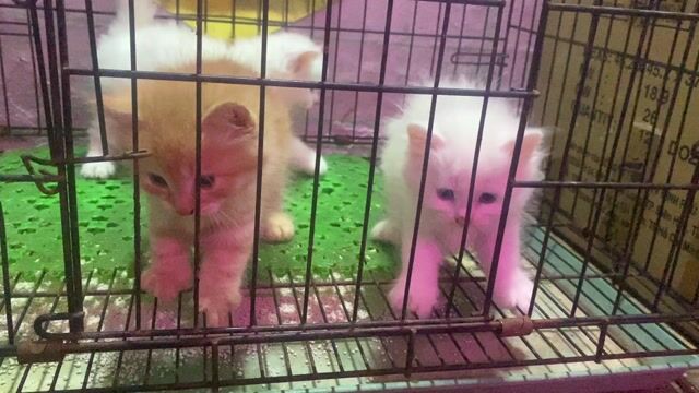 MÈO ANH LÔNG DÀI. Mua bán Mèo tại Thành phố Buôn Ma Thuột Đắk Lắk được đăng bởi MÈO NHÀ SỮA hình 1