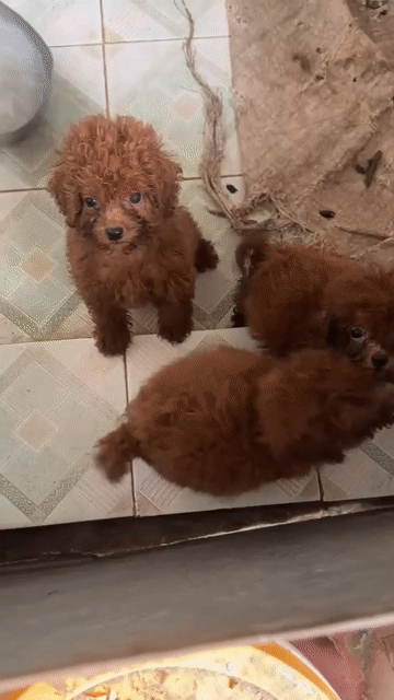 Chó Poodle Nâu Đực Cái. Mua bán Chó tại Huyện Mỹ Lộc Nam Định được đăng bởi Thế Cường hình 1