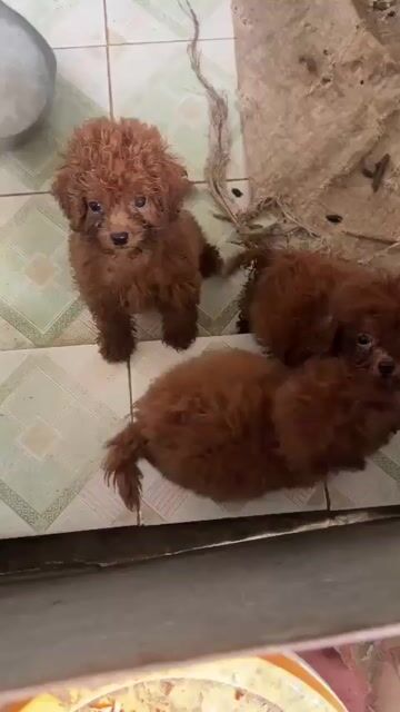 Chó Poodle Nâu Đực Cái. Mua bán Chó tại Huyện Mỹ Lộc Nam Định được đăng bởi Thế Cường hình 1