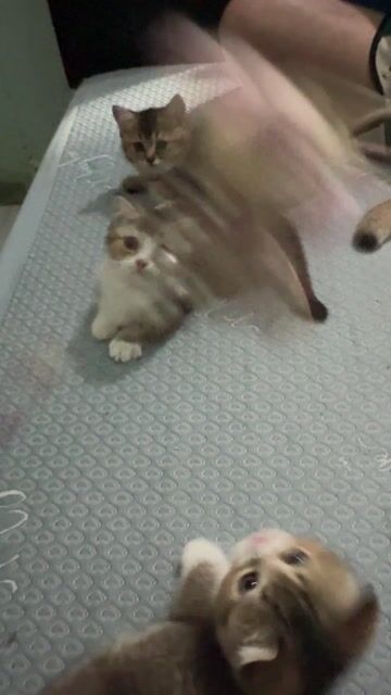 Mèo nhà Trắng Nâu Xám. Mua bán Mèo tại Quận 12 Tp Hồ Chí Minh được đăng bởi Lâm hình 1