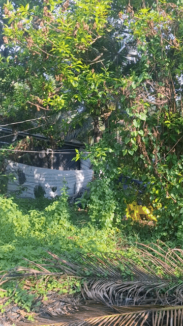 Cho thuê Văn phòng, Mặt bằng kinh doanh Quận 12 Tp Hồ Chí Minh diện tích 500 m² giá 5 triệu/tháng