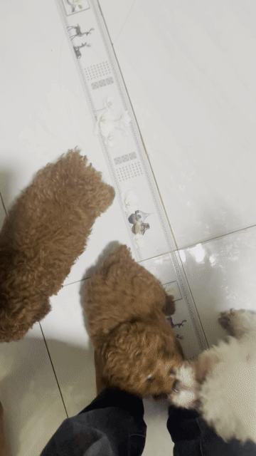 Chó Poodle Cái Trắng Nâu 3 tháng 1 năm. Mua bán Chó tại Huyện Vĩnh Cửu Đồng Nai được đăng bởi Ai mua gì bán cái đó  hình 1