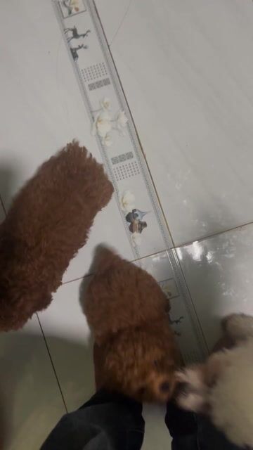 Chó Poodle Cái Trắng Nâu 3 tháng 1 năm. Mua bán Chó tại Huyện Vĩnh Cửu Đồng Nai được đăng bởi Ai mua gì bán cái đó  hình 1