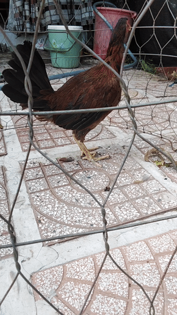 Gà Mỹ rặc Mái hiên 2ky yếu . Mua bán Gà tại Quận Ô Môn Cần Thơ được đăng bởi ga đá base hình 1