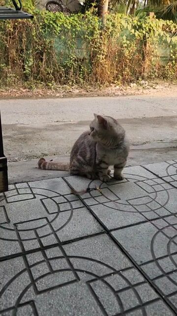 Mèo Anh Lông Ngắn Silver Tabby. Mua bán Mèo tại Huyện Châu Thành Bến Tre được đăng bởi Bồ Cao Kha hình 1