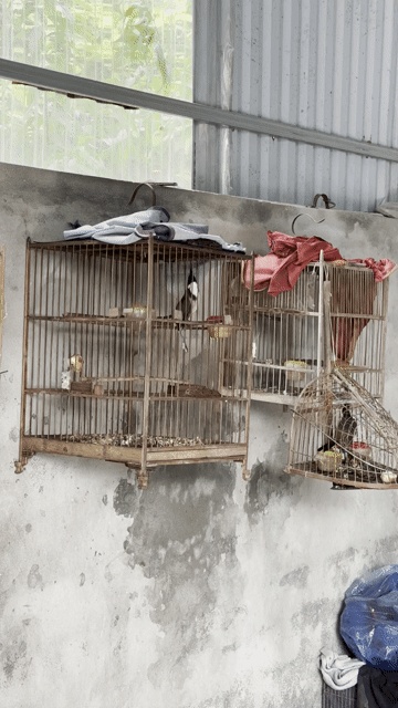 Chim chào mào Đen trắng đỏ. Mua bán Chim tại Huyện Phúc Thọ Hà Nội được đăng bởi Đỗ Đức mạnh hình 1