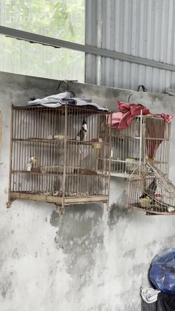Chim chào mào Đen trắng đỏ. Mua bán Chim tại Huyện Phúc Thọ Hà Nội được đăng bởi Đỗ Đức mạnh hình 1