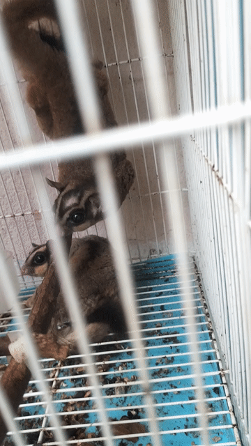 cần tìm nhà mới cho cặp sóc bay SS đã ss 1 lứa. Mua bán Thú cưng khác tại Thành phố Dĩ An Bình Dương được đăng bởi Trân Thanh Tâm hình 1