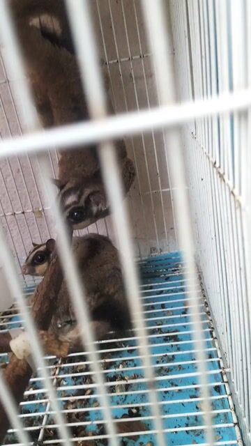 cần tìm nhà mới cho cặp sóc bay SS đã ss 1 lứa. Mua bán Thú cưng khác tại Thành phố Dĩ An Bình Dương được đăng bởi Trân Thanh Tâm hình 1