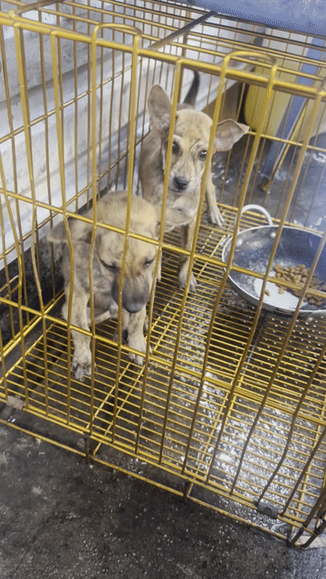 phú quốc lai có xoay lưng. Mua bán Chó tại Huyện Hóc Môn Tp Hồ Chí Minh được đăng bởi hưng hình 1