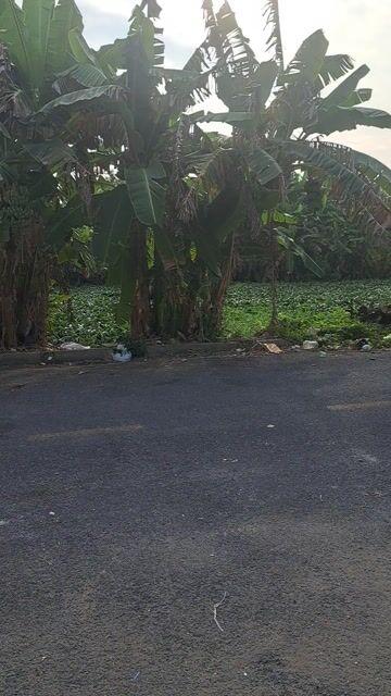 Chuối xiêm Nhà trồng. Mua bán Đồ ăn, thực phẩm và các loại khác tại Thành phố Sóc Trăng Sóc Trăng được đăng bởi ken hình 1