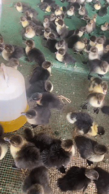 Vịt xiêm con nha mọi người . Mua bán Thú cưng khác tại Huyện Phước Long Bạc Liêu được đăng bởi gà đông tảo  hình 1