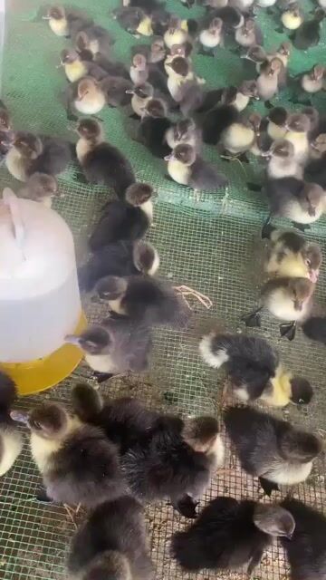 Vịt xiêm con nha mọi người . Mua bán Thú cưng khác tại Huyện Phước Long Bạc Liêu được đăng bởi gà đông tảo  hình 1