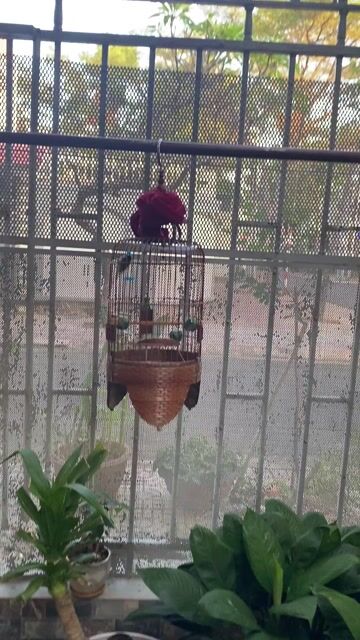 Chim khuyên 1 mùa líu cả ngày cả lồng. Mua bán Chim tại Thành phố Vũng Tàu Bà Rịa - Vũng Tàu được đăng bởi tien hình 1