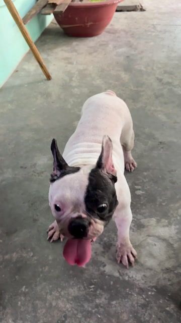 Chó French Bulldog Trắng Đen. Mua bán Chó tại Huyện Bàu Bàng Bình Dương được đăng bởi Thành Đậu hình 1