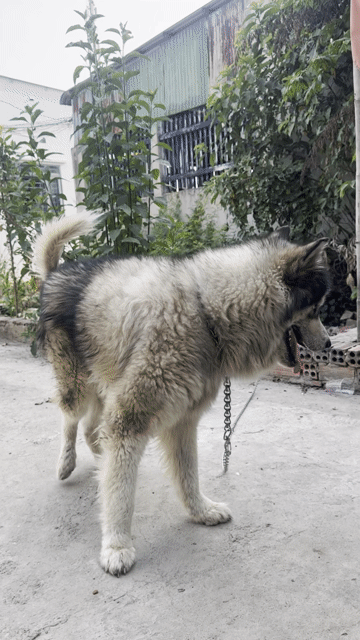Chó Alaska đực 3 tuổi. Mua bán Chó tại Huyện Vĩnh Cửu Đồng Nai được đăng bởi Đào thanh lâm hình 1