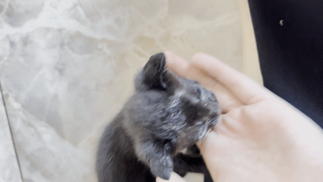 Mèo Anh lai đen 2 tháng tuổi. Mua bán Mèo tại Huyện Phụng Hiệp Hậu Giang được đăng bởi Gia Kiệt Trương hình 1