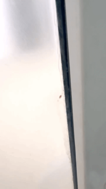 Cho thuê Phòng trọ Thành phố Thủ Đức Tp Hồ Chí Minh diện tích 35 m² giá 2 triệu/tháng