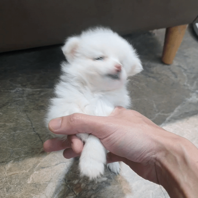 Chó Phốc Sóc Pom Mini. Mua bán Chó tại Quận Đống Đa Hà Nội được đăng bởi bui the hiep hình 1