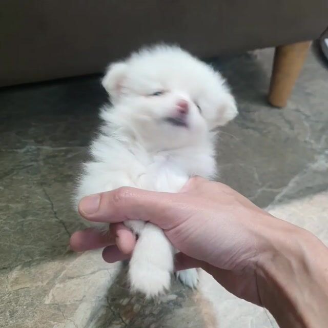 Chó Phốc Sóc Pom Mini. Mua bán Chó tại Quận Đống Đa Hà Nội được đăng bởi bui the hiep hình 1