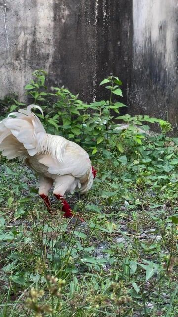 3kg2 nha ạh em. Mua bán Giày dép tại Quận Cái Răng Cần Thơ được đăng bởi Trần Ngọc Huy hình 1