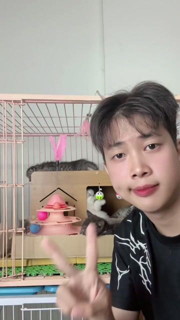 Mèo Anh Bình Dương. Mua bán Mèo tại Thành phố Thuận An Bình Dương được đăng bởi Tiệm Mèo Nhà Mon hình 1