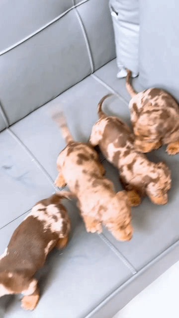 Chó Lạp xưởng Meler choco mắt xanh. Mua bán Chó tại Quận Bình Tân Tp Hồ Chí Minh được đăng bởi Trang  hình 1