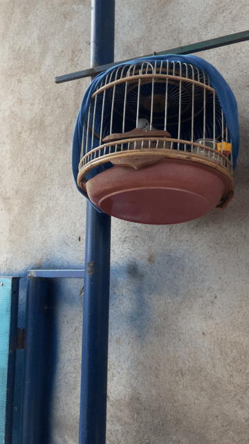 Chim gáy Nâu xám bẩy đấu. Mua bán Chim tại Thành phố Buôn Ma Thuột Đắk Lắk được đăng bởi Lê Xuân Thịnh hình 1