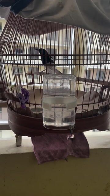 Bộ Choè than trống thuần, đẹp. Mua bán Chim tại Quận 7 Tp Hồ Chí Minh được đăng bởi Nguyen Pham hình 1