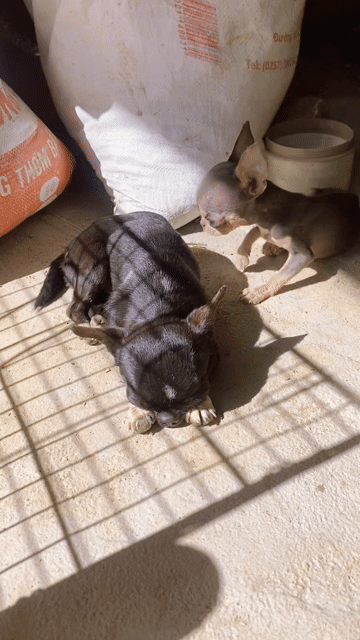 Chó Chihuahua Teacup Đực. Mua bán Chó tại Quận 12 Tp Hồ Chí Minh được đăng bởi Hữu thịnh hình 1