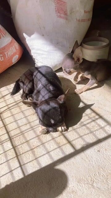 Chó Chihuahua Teacup Đực. Mua bán Chó tại Quận 12 Tp Hồ Chí Minh được đăng bởi Hữu thịnh hình 1