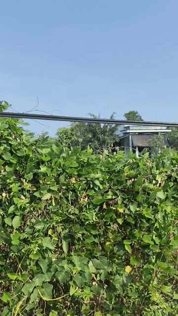 Mua bán Đất Huyện Bình Chánh Tp Hồ Chí Minh diện tích 4227.9 m² giá 19 tỷ