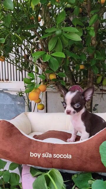 chihuahua bò sữa scl. Mua bán Chó tại Quận 8 Tp Hồ Chí Minh được đăng bởi Chihuahua nhà ZoZo hình 1