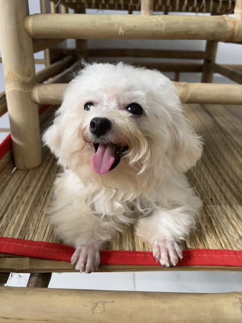 Chó Bichon mix teacup cái đã tiêm. Mua bán Chó tại Quận Bình Tân Tp Hồ Chí Minh được đăng bởi Thiên Lam hình 1