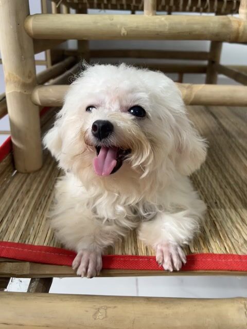 Chó Bichon mix teacup cái đã tiêm. Mua bán Chó tại Quận Bình Tân Tp Hồ Chí Minh được đăng bởi Thiên Lam hình 1