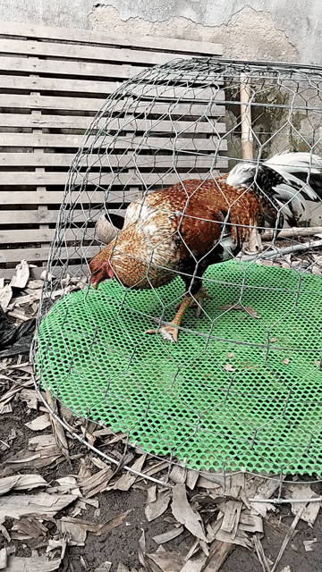 Gà chọi Nâu Đen Vàng 3.8kg. Mua bán Gà tại Thành phố Thủ Đức Tp Hồ Chí Minh được đăng bởi Tài Lý hình 1