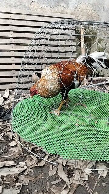 Gà chọi Nâu Đen Vàng 3.8kg. Mua bán Gà tại Thành phố Thủ Đức Tp Hồ Chí Minh được đăng bởi Tài Lý hình 1