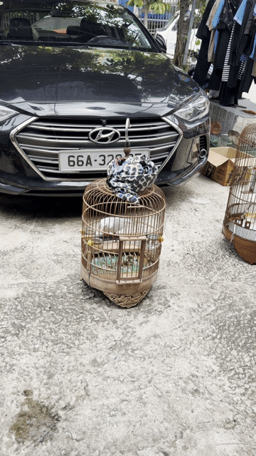 Chim cu thái Trắng Cả hai. Mua bán Chim tại Thị xã Bến Cát Bình Dương được đăng bởi Lê minh đức  hình 1