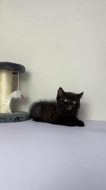 Mèo Mun | Trại Mèo Da-O Cần Thơ. Mua bán Mèo tại Quận Ninh Kiều Cần Thơ được đăng bởi Trần Cẩm Đào hình 1