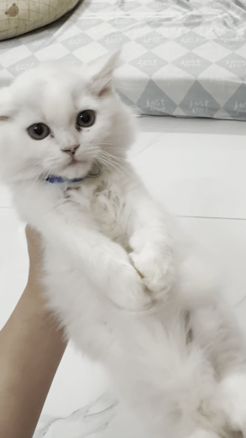 Mèo Anh lông dài đực gần 3 tháng. Mua bán Mèo tại Huyện Cần Giuộc Long An được đăng bởi Quỳnh Như hình 1
