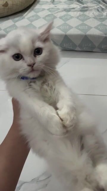 Mèo Anh lông dài đực gần 3 tháng. Mua bán Mèo tại Huyện Cần Giuộc Long An được đăng bởi Quỳnh Như hình 1