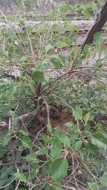 Cây cảnh Dâu tằm Bonsai. Mua bán Cây cảnh, đồ trang trí tại Thành phố Huế Thừa Thiên Huế được đăng bởi Tony hình 1