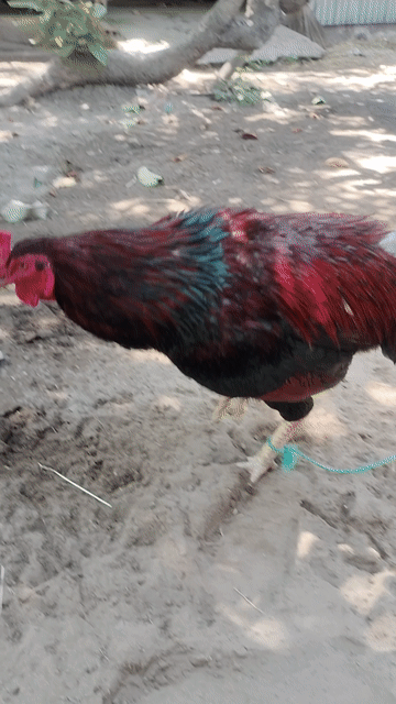 Gà đều 2.9kg . Mua bán Gà tại Huyện Cầu Ngang Trà Vinh được đăng bởi Hoàng Khang hình 1
