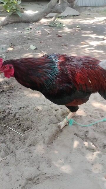 Gà đều 2.9kg . Mua bán Gà tại Huyện Cầu Ngang Trà Vinh được đăng bởi Hoàng Khang hình 1