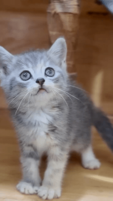 Mèo Anh lông ngắn đực blue tabby. Mua bán Mèo tại Quận Gò Vấp Tp Hồ Chí Minh được đăng bởi Nga Nguyễn hình 1
