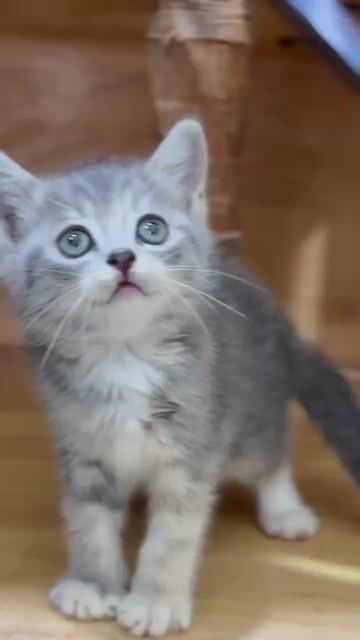 Mèo Anh lông ngắn đực blue tabby. Mua bán Mèo tại Quận Gò Vấp Tp Hồ Chí Minh được đăng bởi Nga Nguyễn hình 1